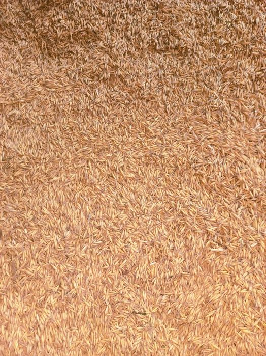 Owies Mieszanka zbożowa owies-jęczmień