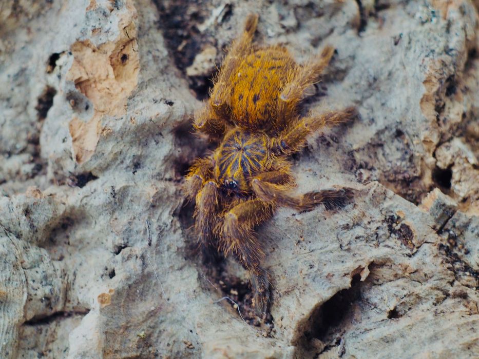Pterinochilus murinus Usambara Samiczki 3DC Ptasznik Słoneczny pająk