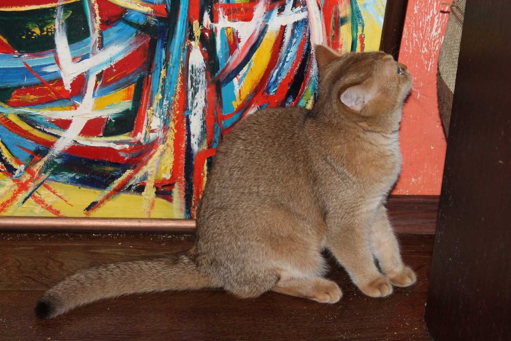 Золота шотландська шиншилла