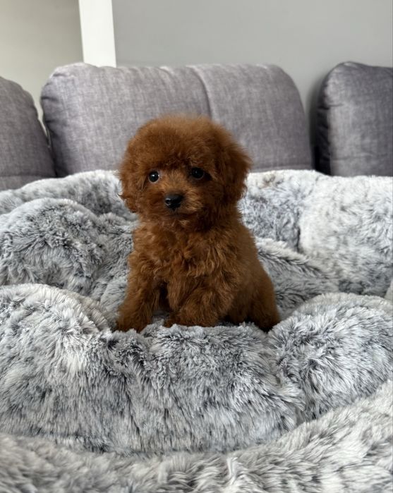 Pudel Toy dostępna wyjątkowa sunia red