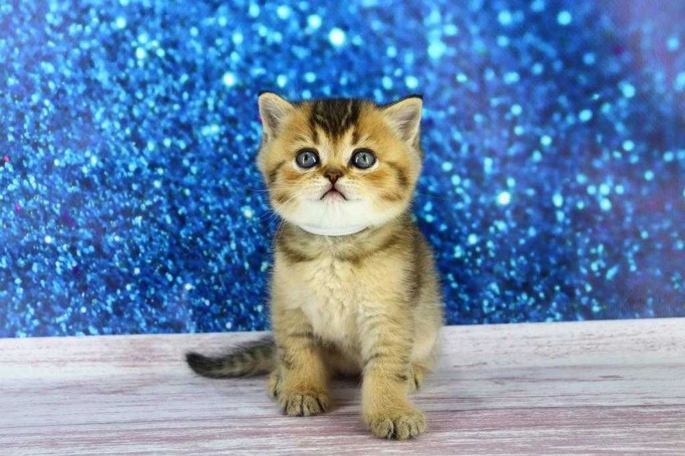 Хлопчик прямовушка. Є така саме дівчинка