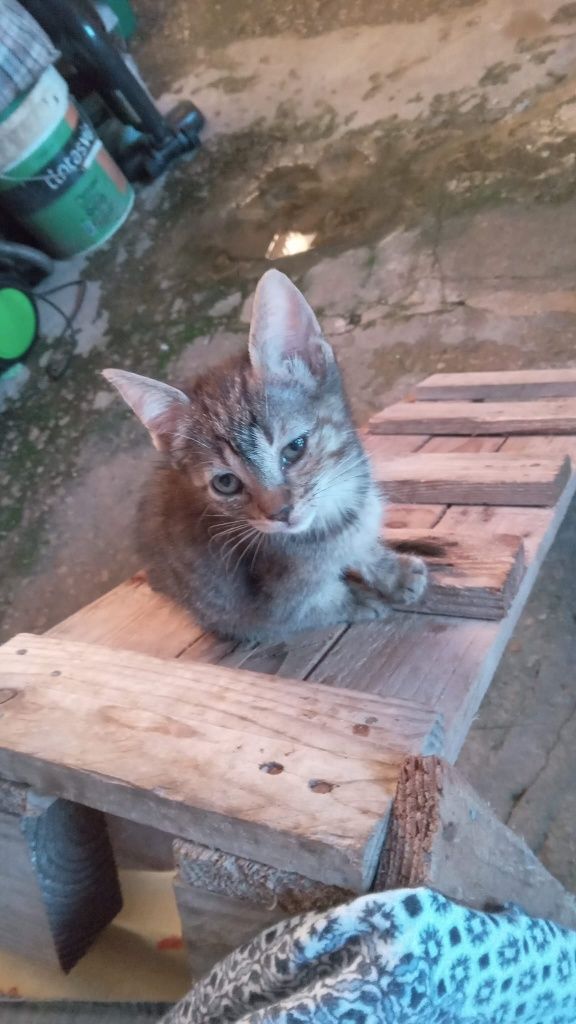 Dou gatinhos bebes