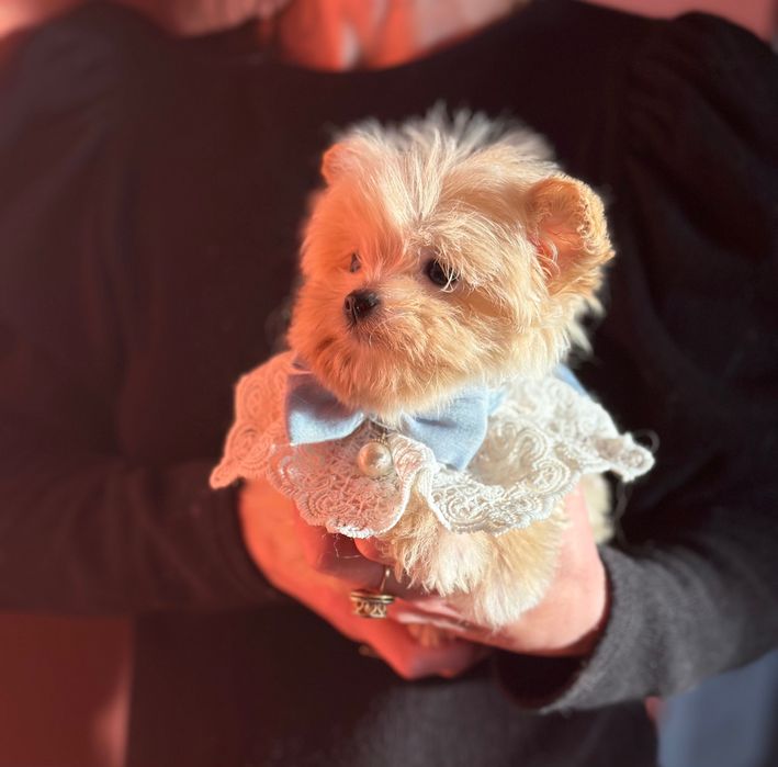 Цуценята дівчинка та хлопчик baby face