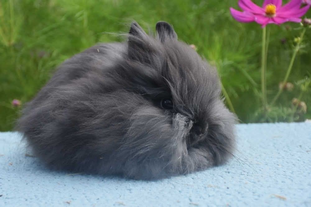 Mini / Karzełek teddy /cudne maleństwa / teddy