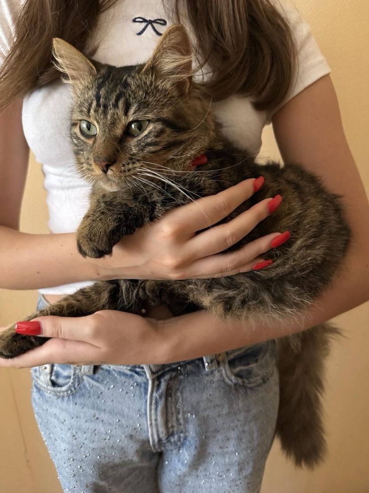 Віддам котика в добрі руки