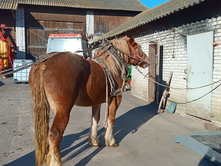 Klacz zimnokrwista 3.5 roku