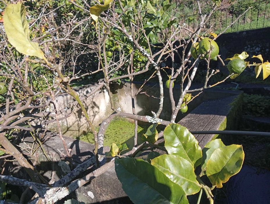 Casa pedra com terreno