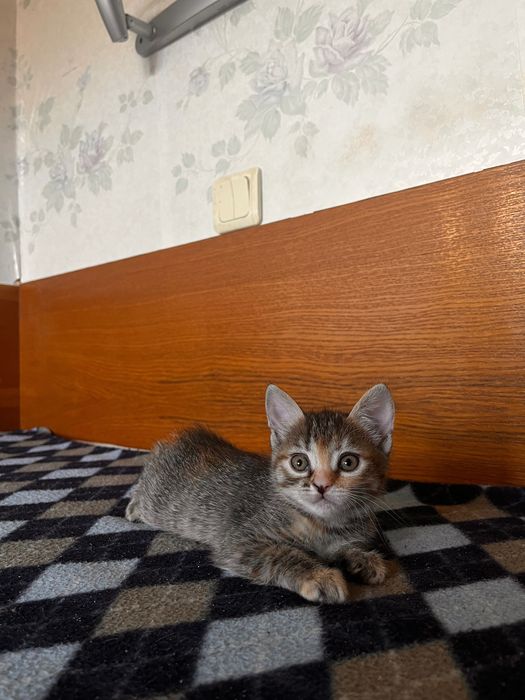 Кошенята Британці Безкоштовно