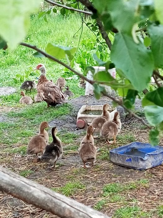 Качки шипуни мускусні