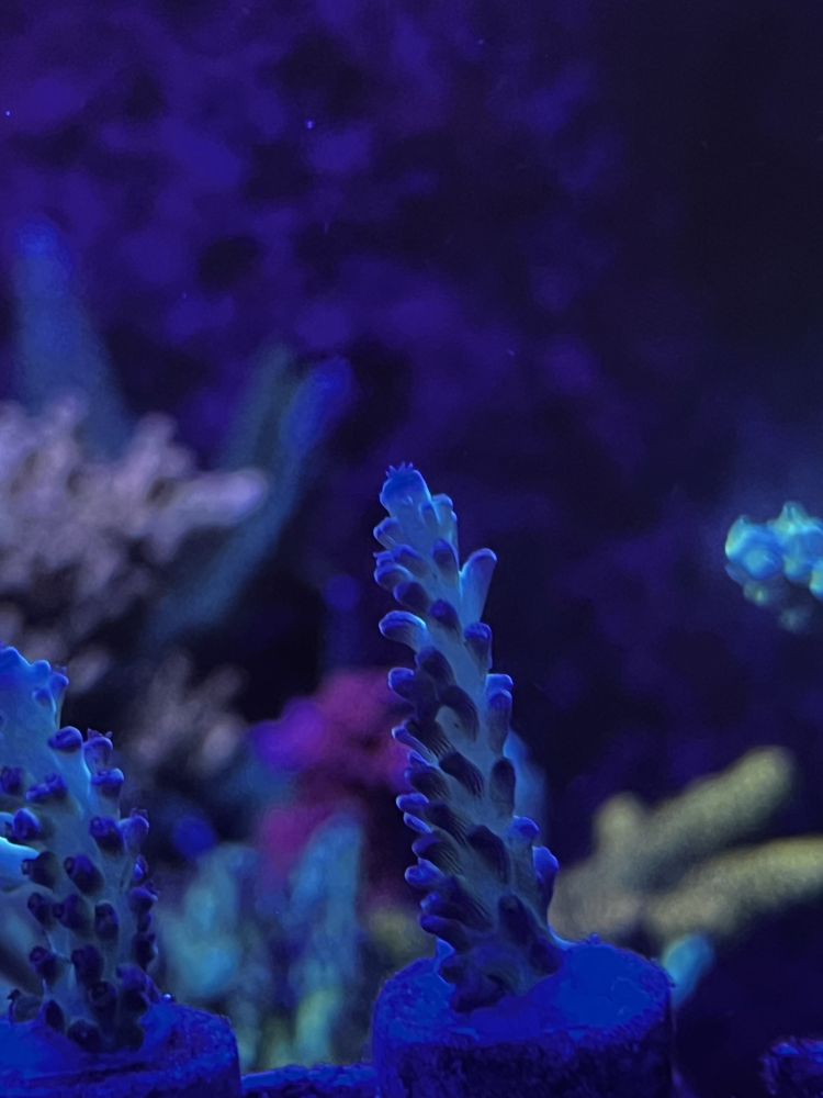 Koralowiec morski Acropora sp.
