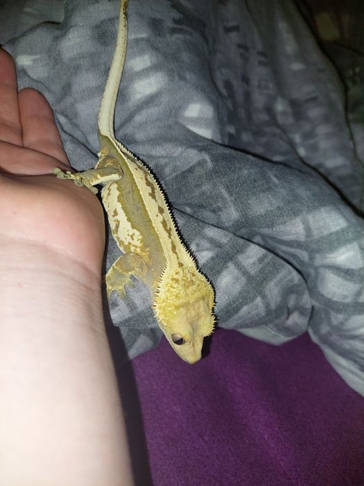 Gekon orzęsiony całe wyposażenie