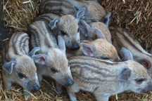 Świnia mangalica