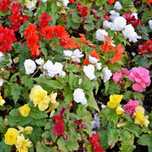 Begonia bulwiasta - kwiaty Flora Szczecin
