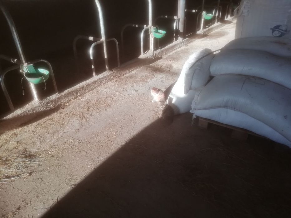 Oddam małe kotki i większe