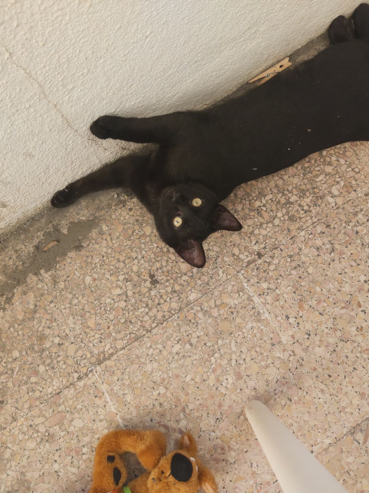 Gatinho com 5 meses para adopção