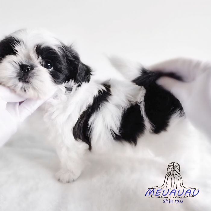 Filhote Macho Shih Tzu
