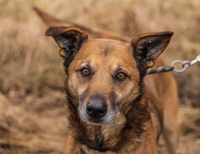 Alvin do adopcji!