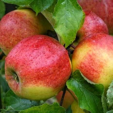 Продам яблука айдаред, джонаголд, голден, флоріна. Груша