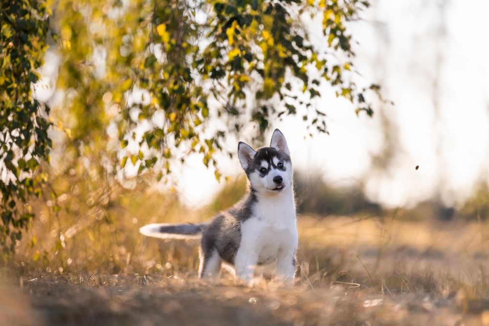 Siberian Husky Zkwp Fci