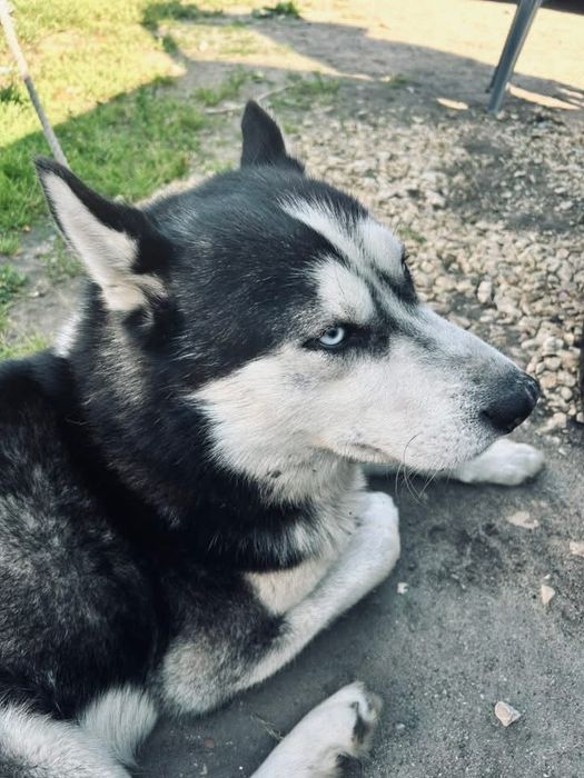 Młody Przyjazdy Husky Szuka DOBREGO Domu