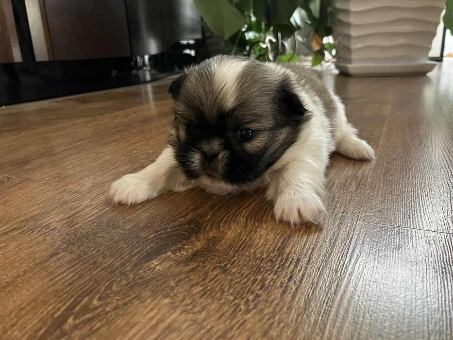 Śliczne szczenię Pekińczyk