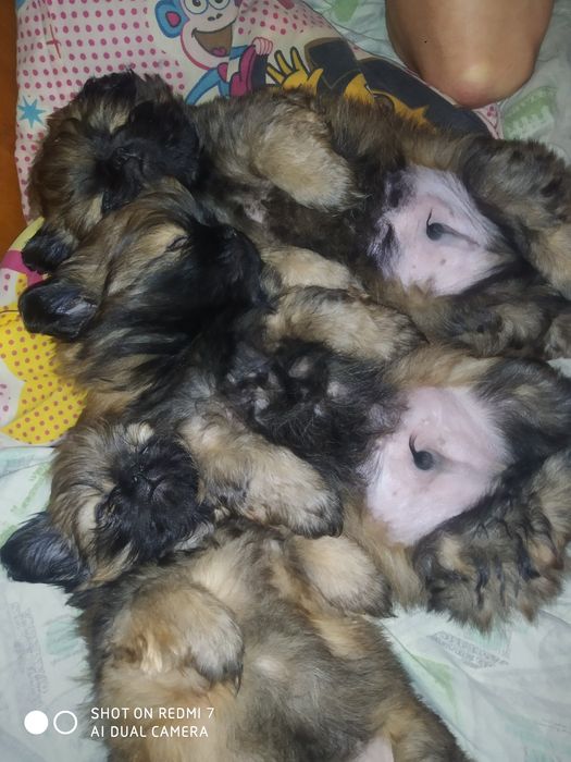 Цуценята ПЕКІНЕС готові до бронювання