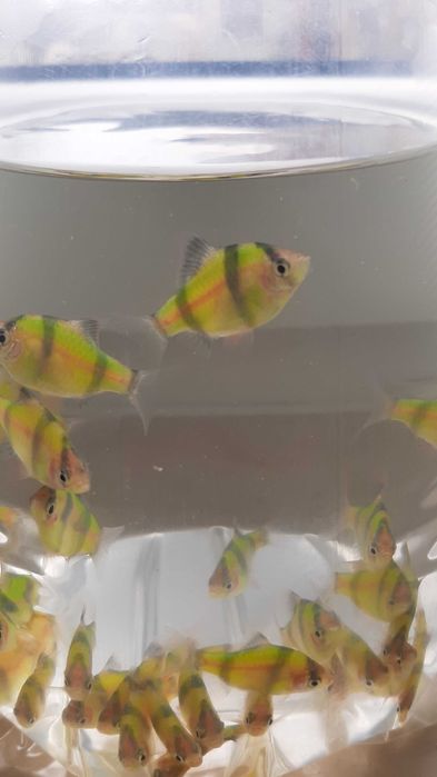 brzanka sumatrzańska