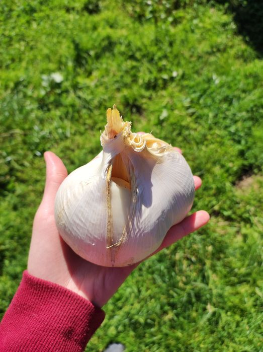 Часник Рокамболь домашній 1кг гігантський часник