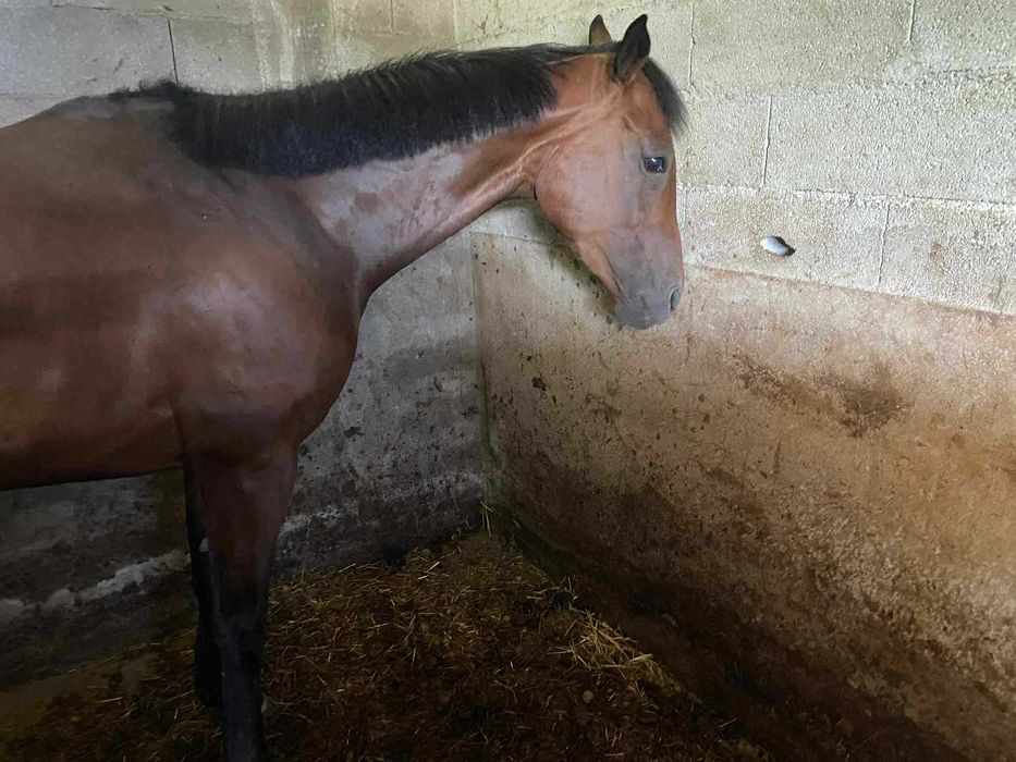 Egua psi 4 anos muito meiga