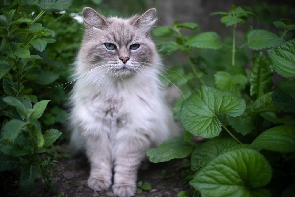 Кішка європейська довгошерста