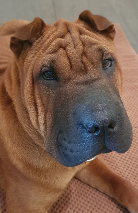 Shar Pei ZkwP/FCI