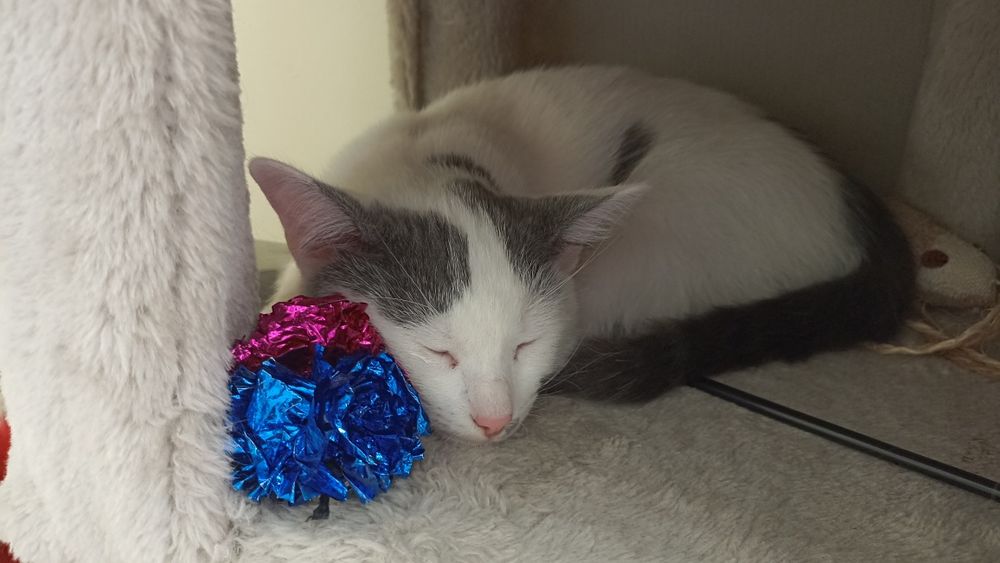 Kocurki szukają domu