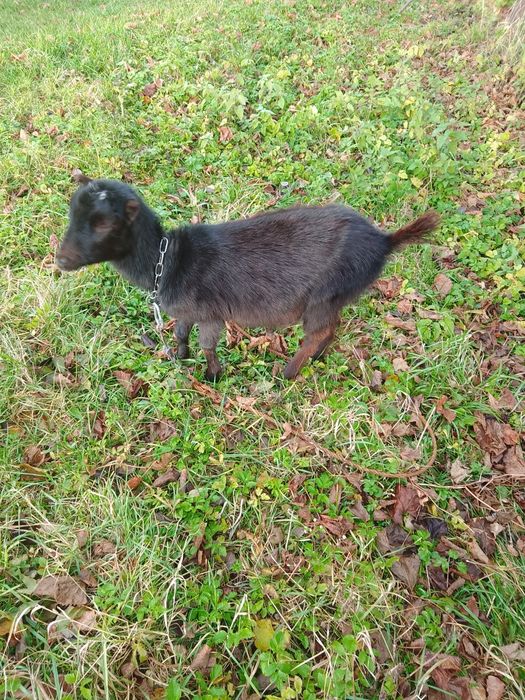 Доросла коза і кізонька