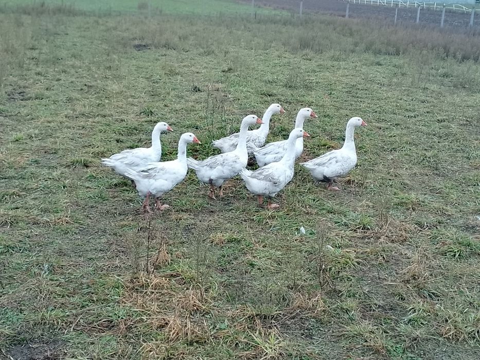 Gęś, gęsi, tuszki