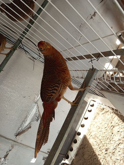 Faisão dourado novo deste ano