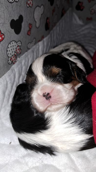 Rodowodowe szczenięta Cavalier King Charles Spaniel fci