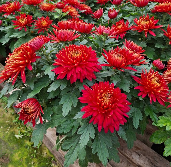 Sprzedaż chryzantem Kożuchów i Strzyżów