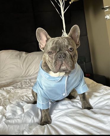 Пижама для собак