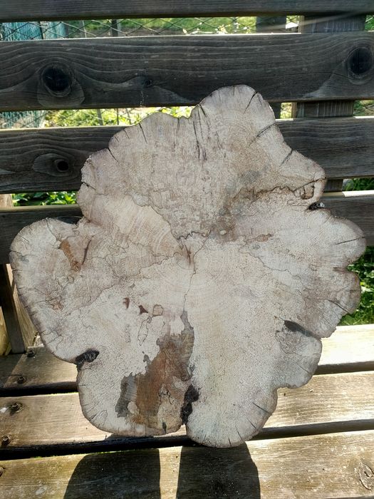 Торцевий зріз. Шпальт дерево груша