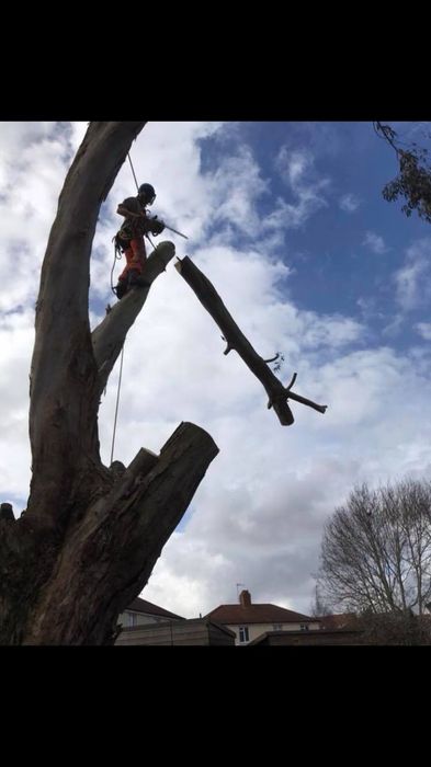 Обрізка дерев, Спил дерев, Валка, Корчування, Кронування дерев