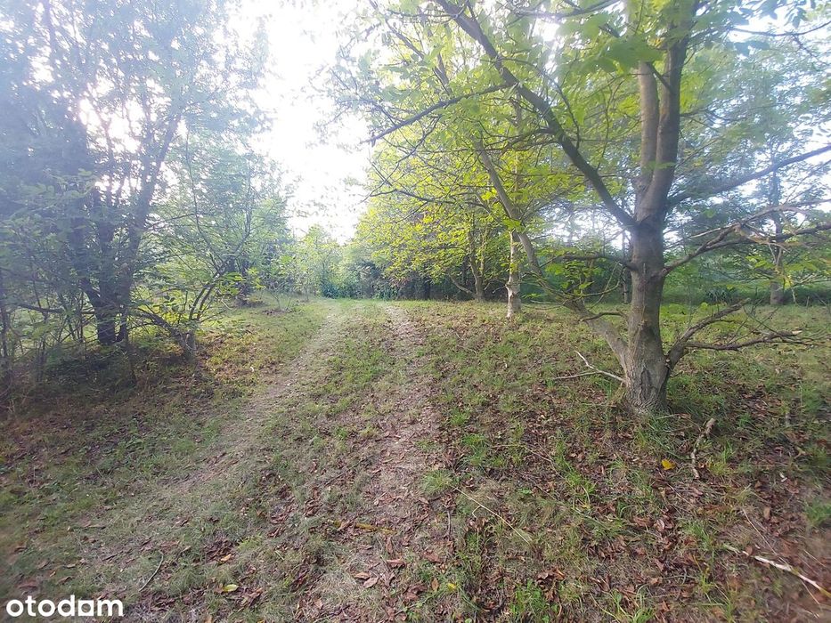 Sprzedam dwie działki budowlane w Iłży przy ul. Trakt Seredzki