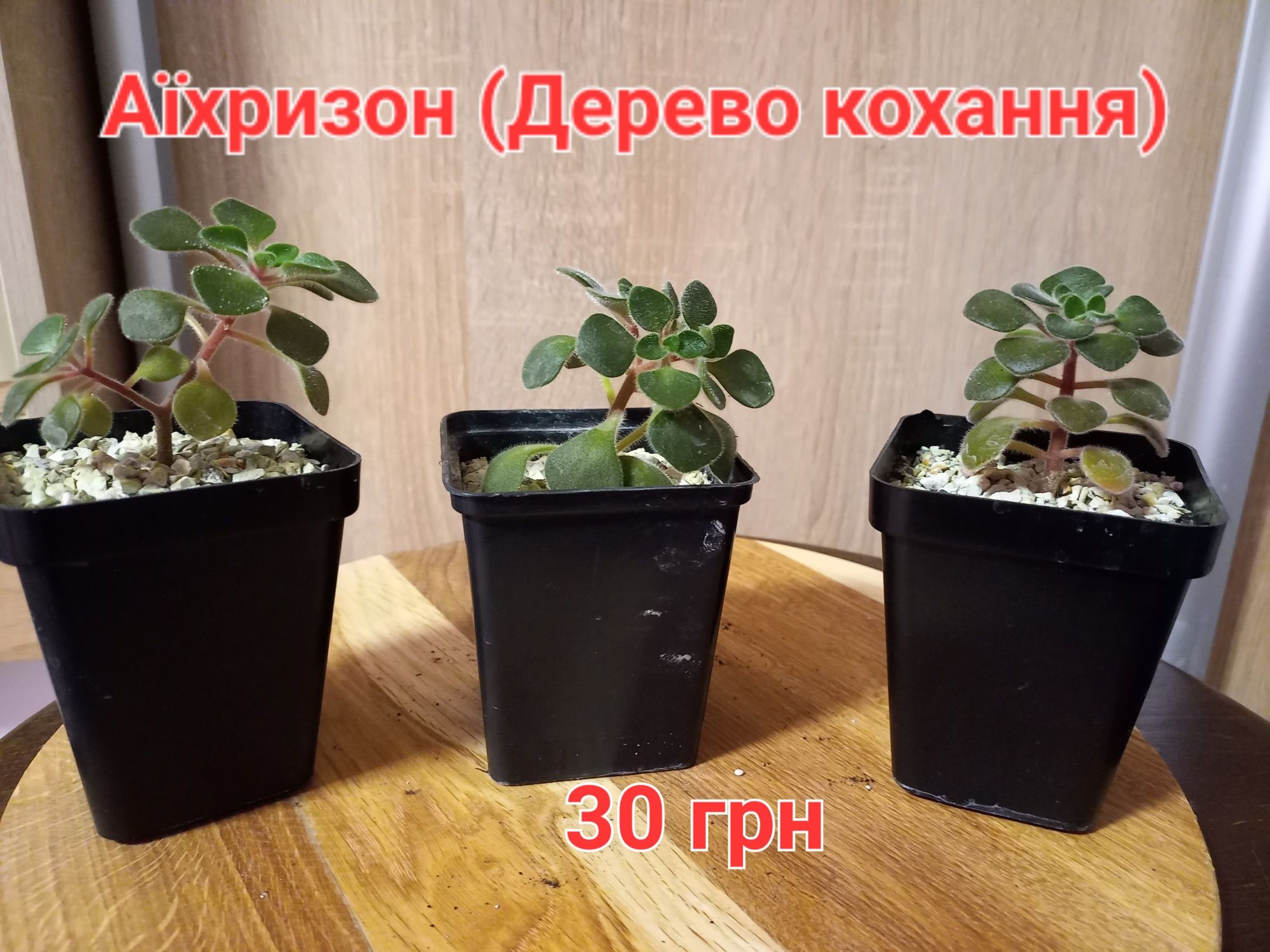 Сукуленти різні та кімнатні рослини