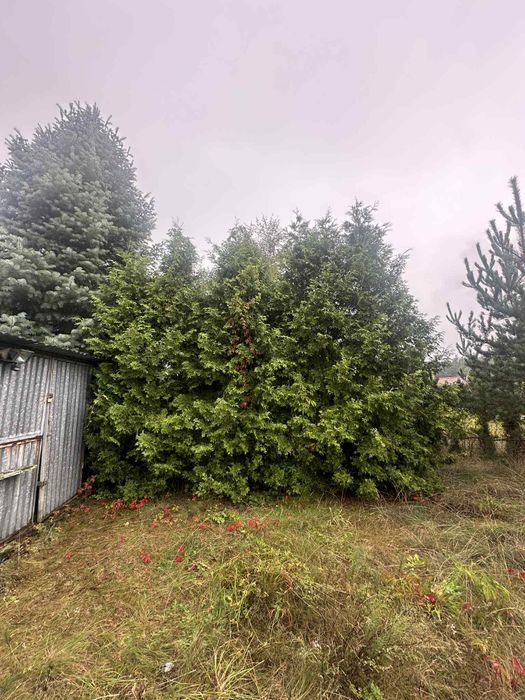 Tuje i sosny oddam za darmo