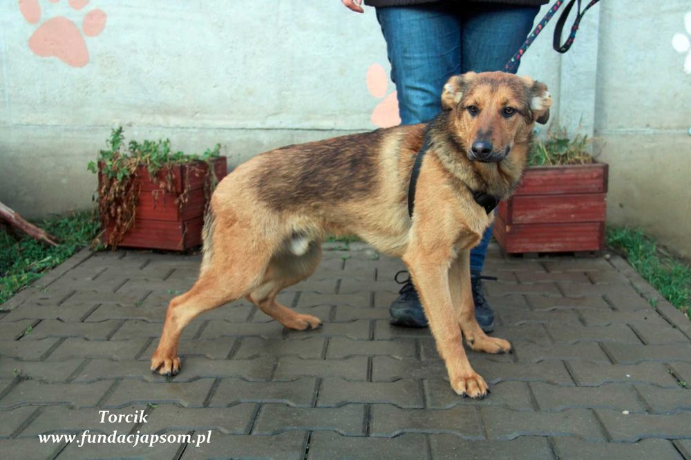 Torcik - słodziutki chłopczyk
