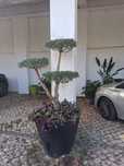Oliveira bonsai com vaso