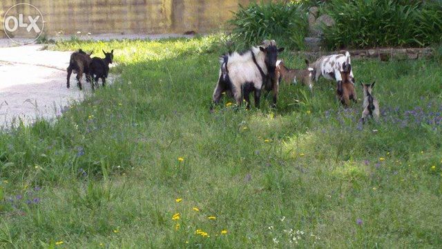 Cabras e cabritos anãs