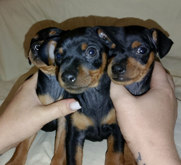 Щенки цвергпинчера