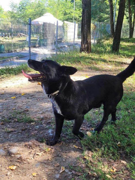 Mały czarny psiak czeka na dom!