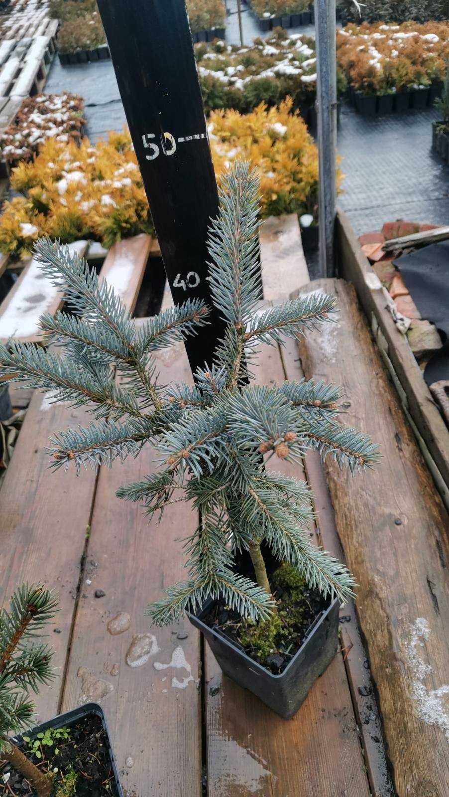 Ель Белобок 50-60см Picea pungens "Bialobok