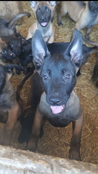 Щенки Малинуа рабочего разведения  Бельгийская Овчарка